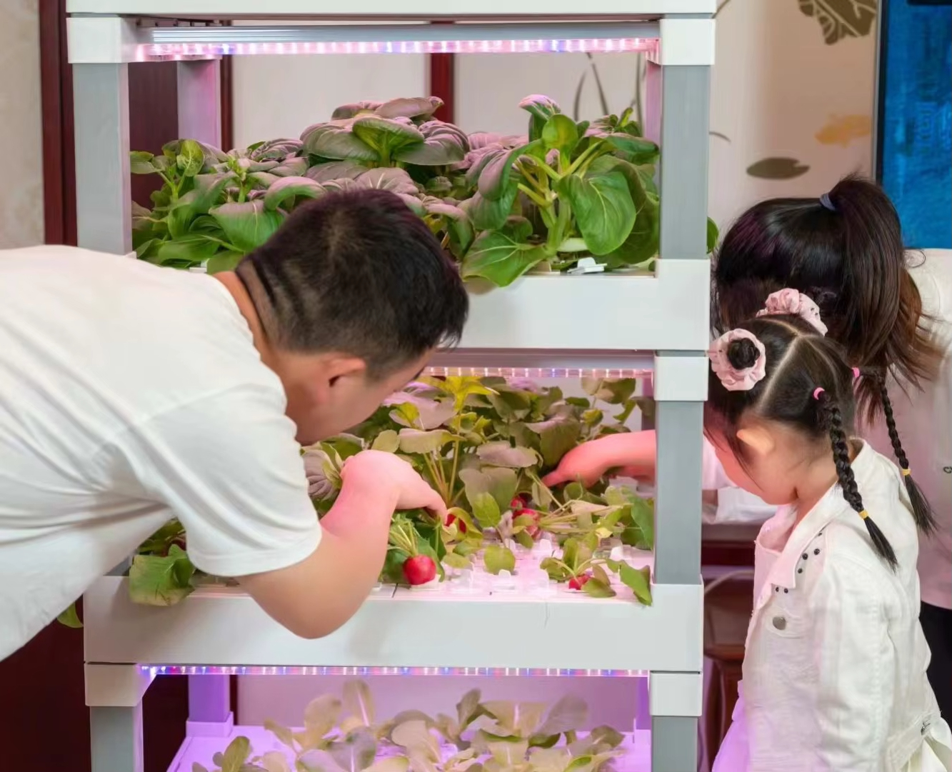 nt China Hydrokultur Grow Box  - Diy Home Automation System ulasan dan harga